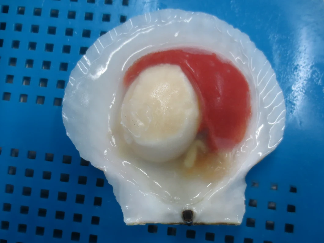 Frozen Half Shell Sea Scallop Without Frill