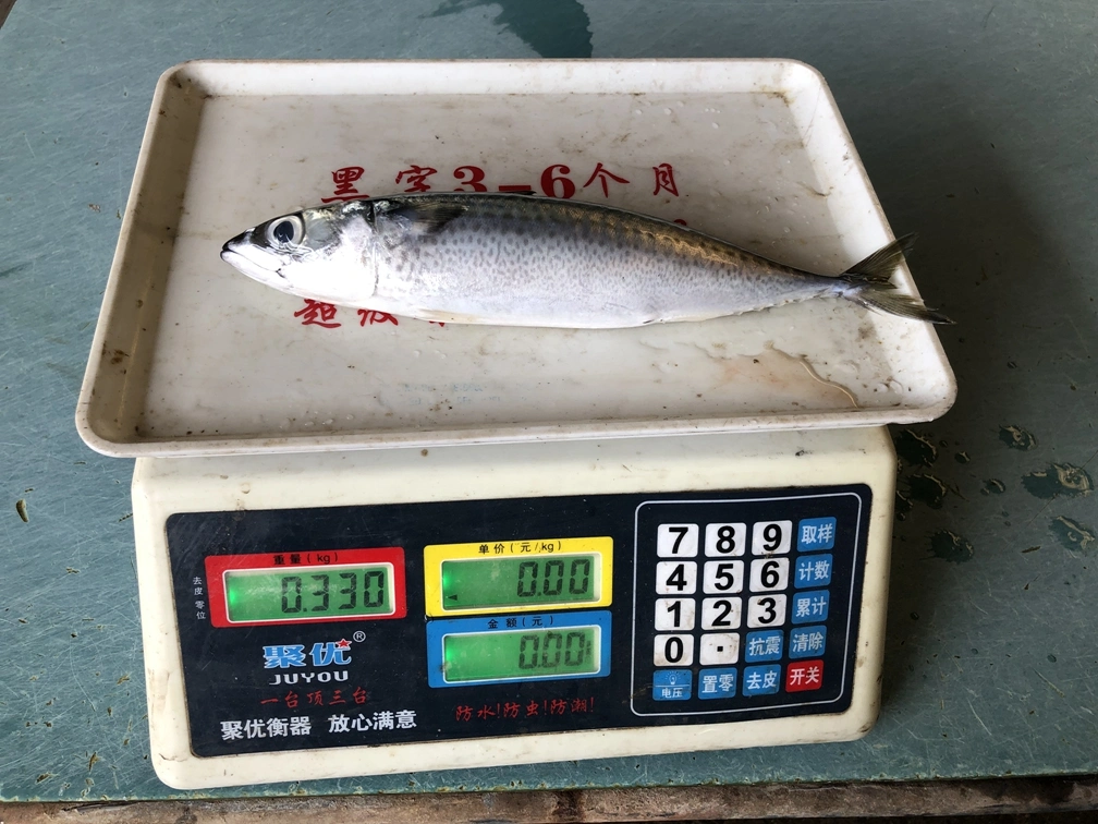 Good Quality Frozen Pacific Mackerel Scomber Japonicus