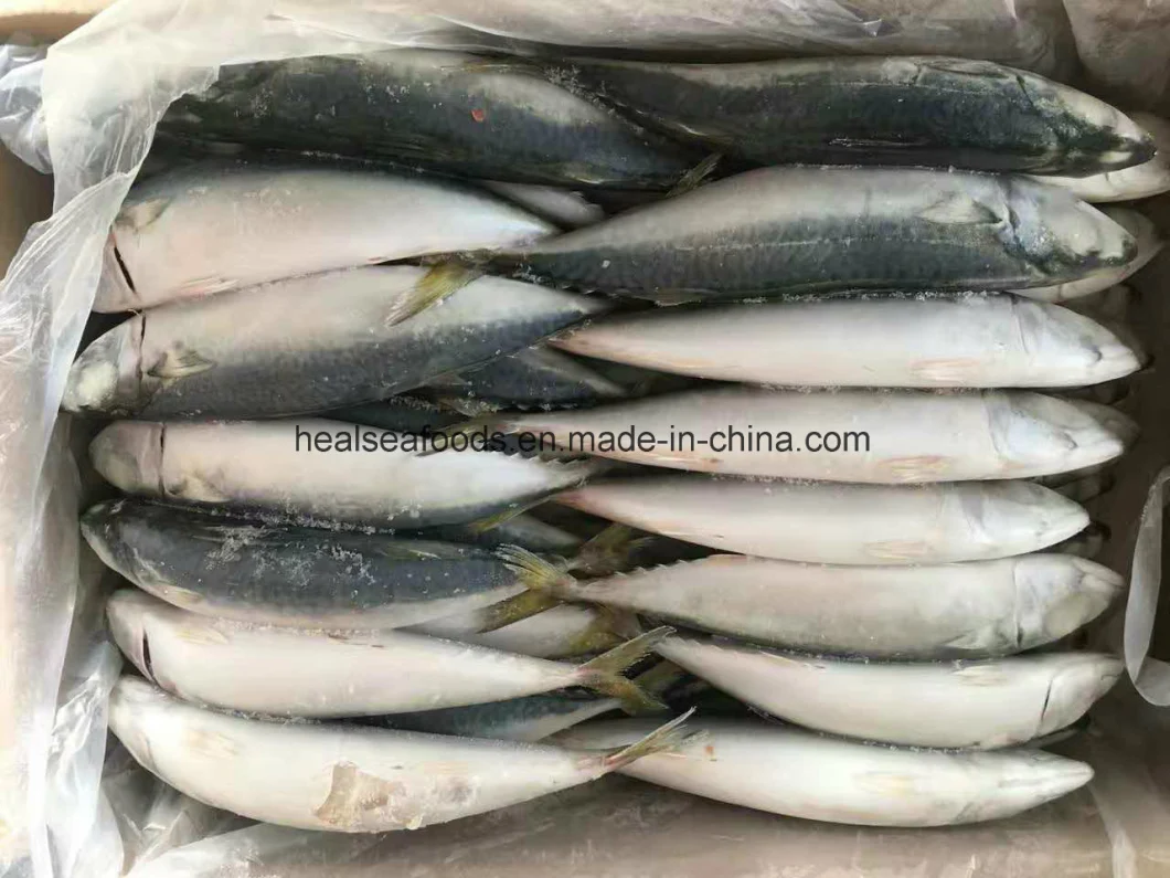 Land Frozen Pacific Mackerel Fish for Bait