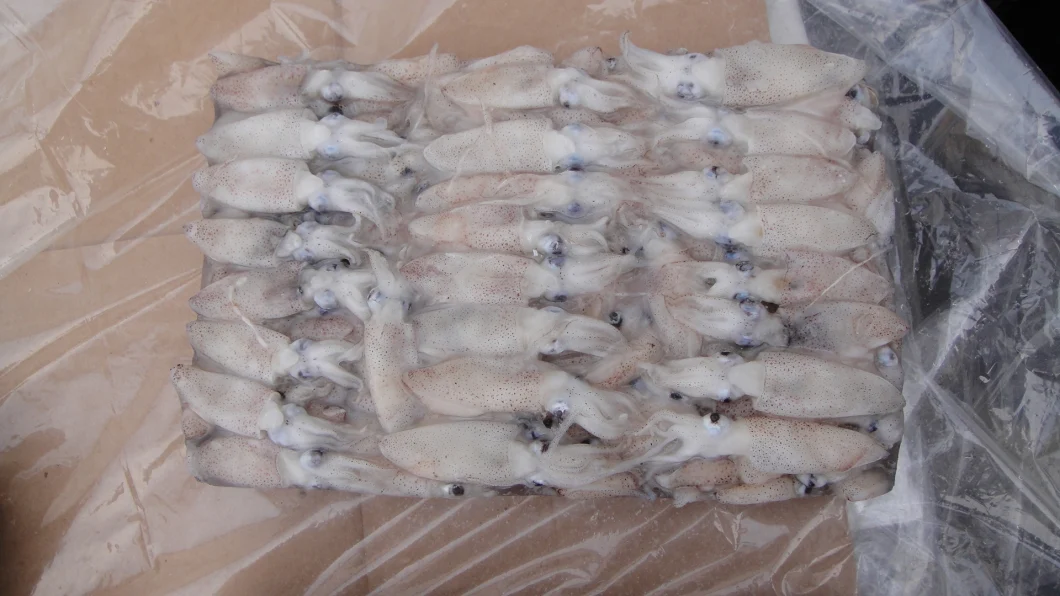 Frozen China Baby Squid, Loligo Japonica