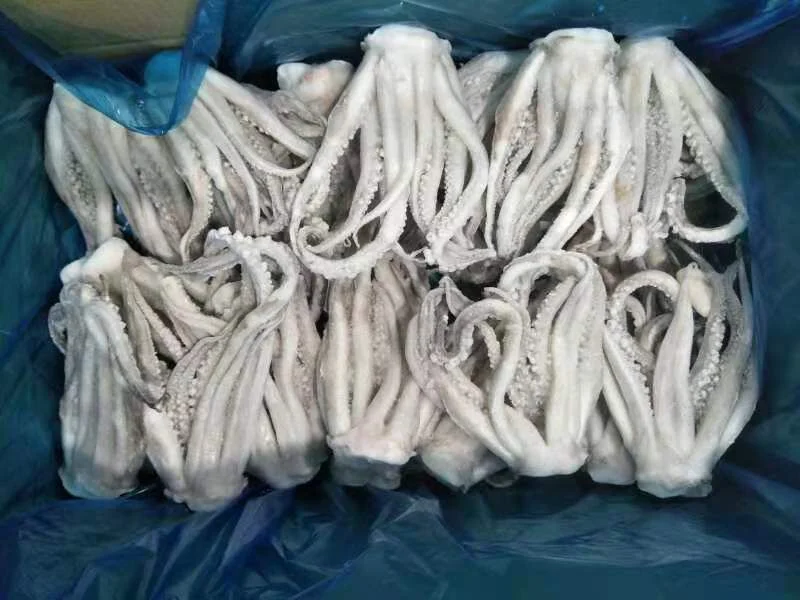 Frozen Squid Tentacles, Illex Argentinus/Todarodes/Arrow Squid