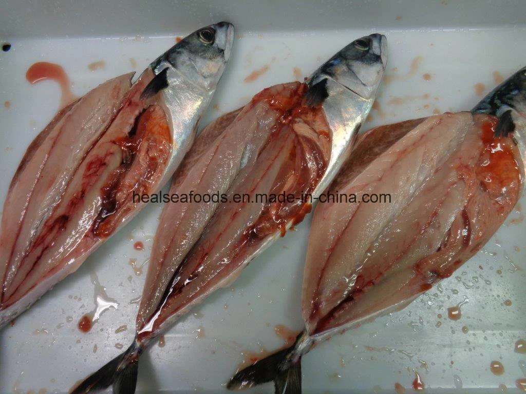 200-300g Scomber Japonicus Frozen Mackerel