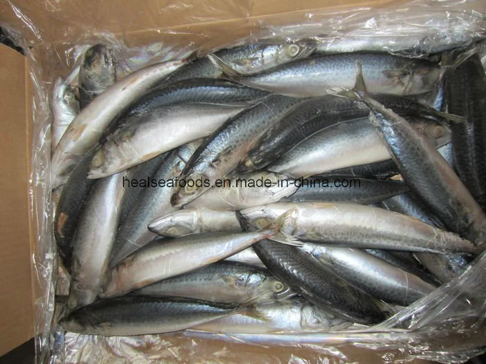 Sea Frozen Pacific Mackerel (Scomber Japonicus)