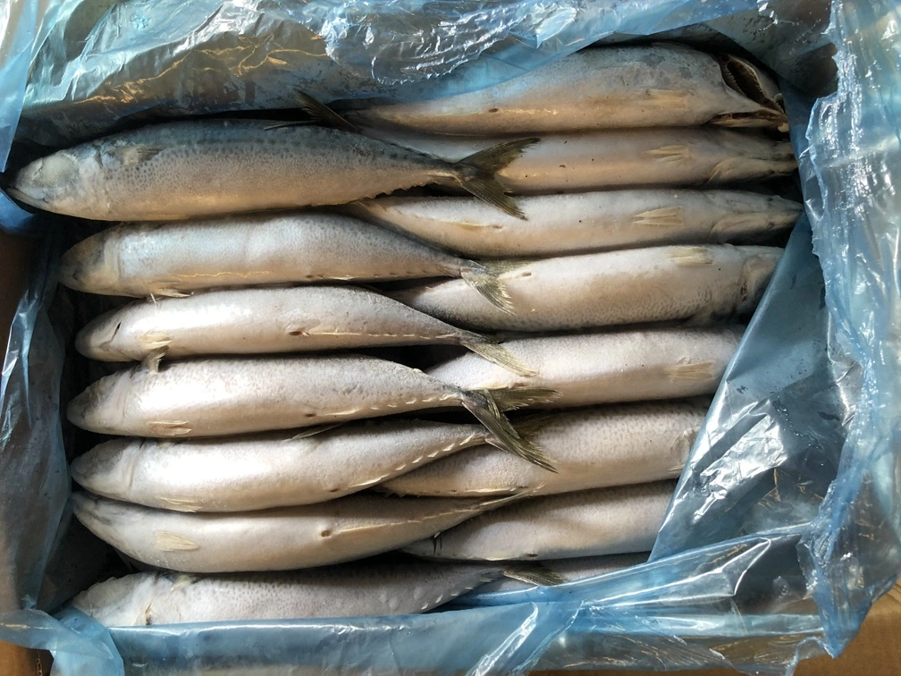 Good Quality Frozen Pacific Mackerel Scomber Japonicus