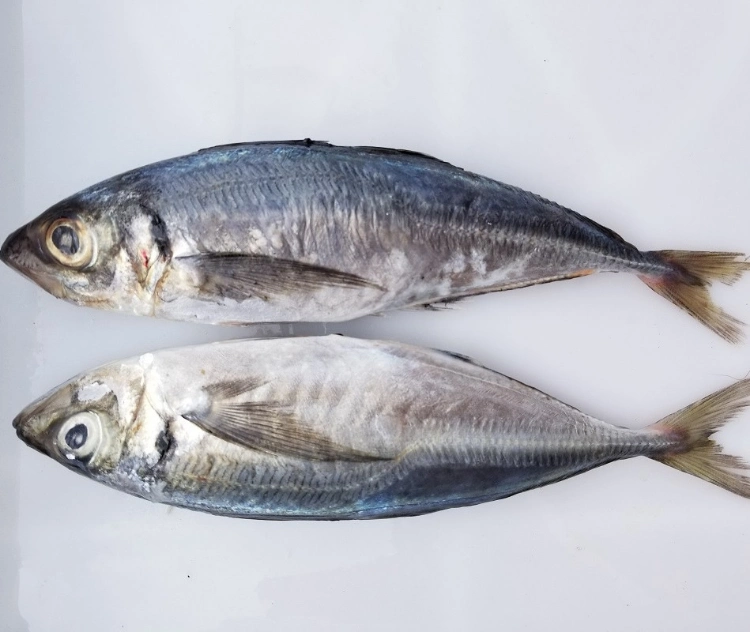 Quality Frozen Mackerel Fish for Export