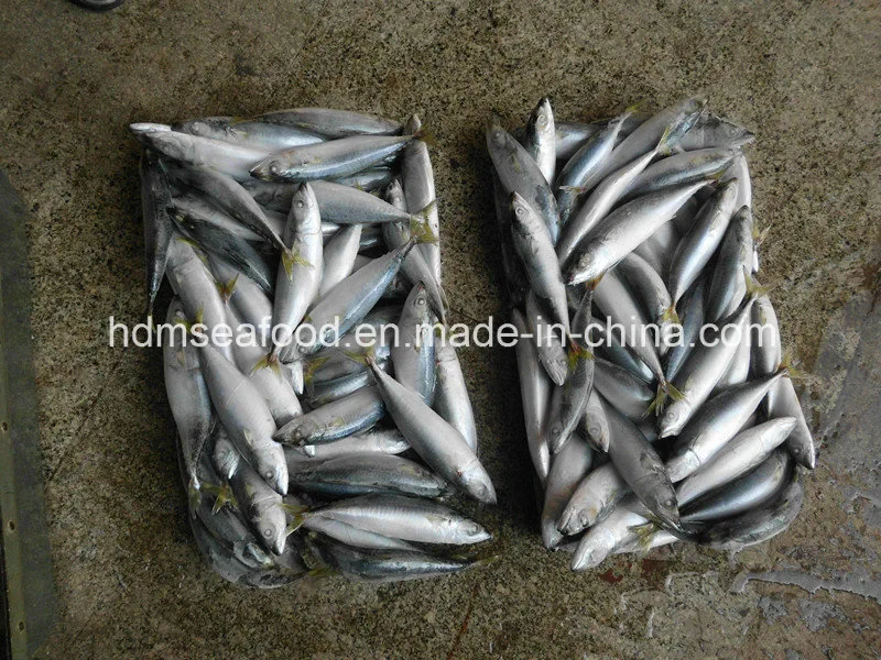 Block Quick Frozen Seafood Mackerel Fish (Scomber Japonicus)