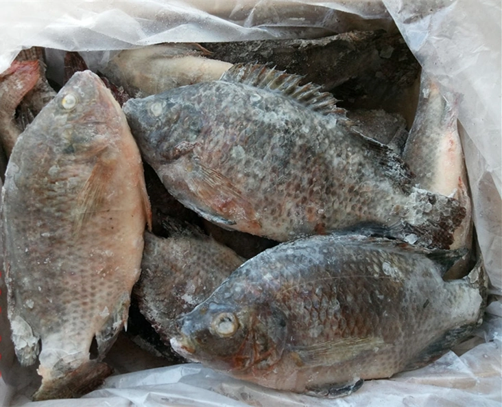 Wholesale Price Seafood Black Tilapia Fish Fresh Frozen Whole Tilapia