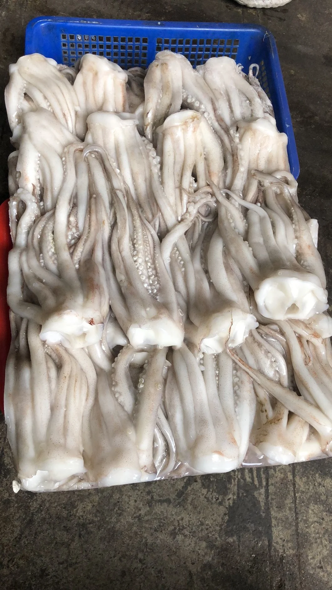 Frozen Squid Tentacles, Illex Argentinus/Todarodes/Arrow Squid