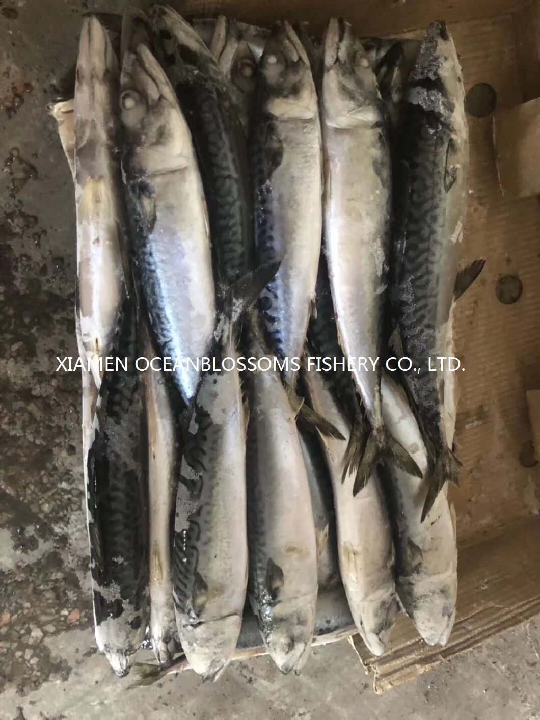 Hot Sale Frozen Pacific Mackerel Wr 200/400