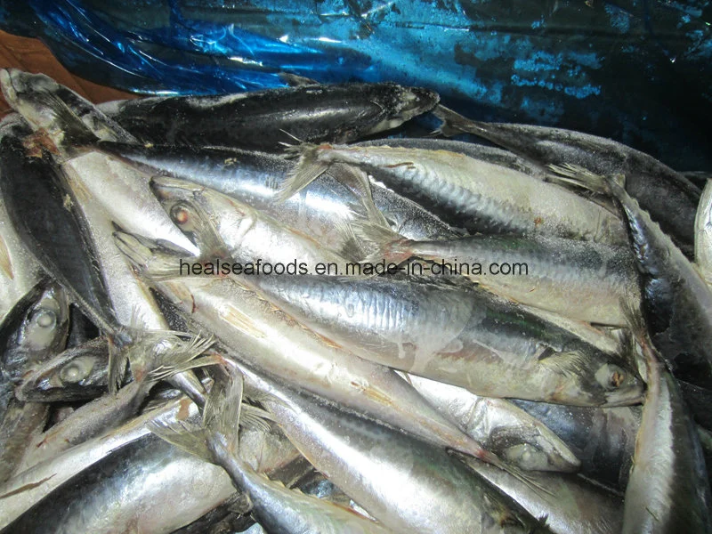 Mackerel Ice Fish Bait Frozen Mackerel Fish Frozen Pacific Mackerel