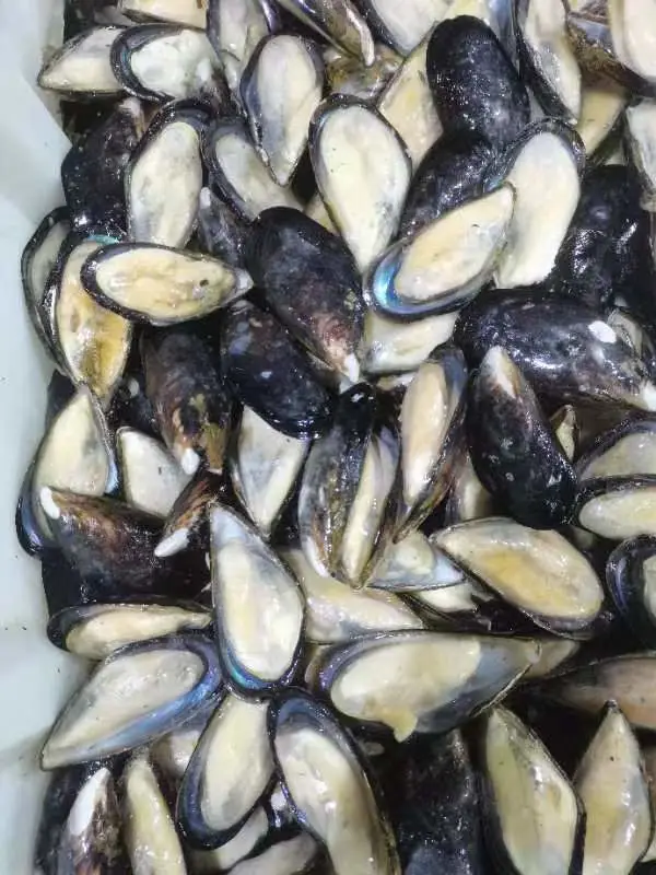 Frozen Boiled Half Shell Mussel