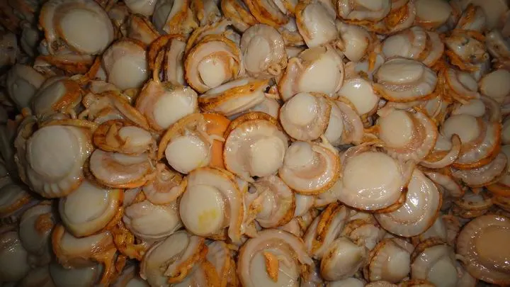 Frozen Whole Boiled Sea Scallop