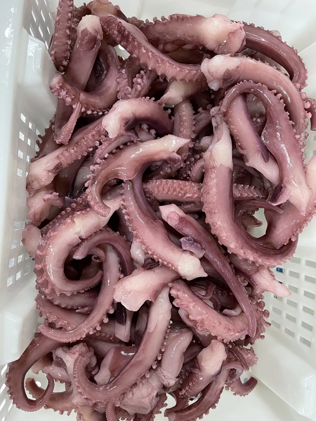 Frozen Squid Tentacle Strip Cut/ Giant Squid Tentacle/Gigas Squid Tentacle/Calamari Tentacle