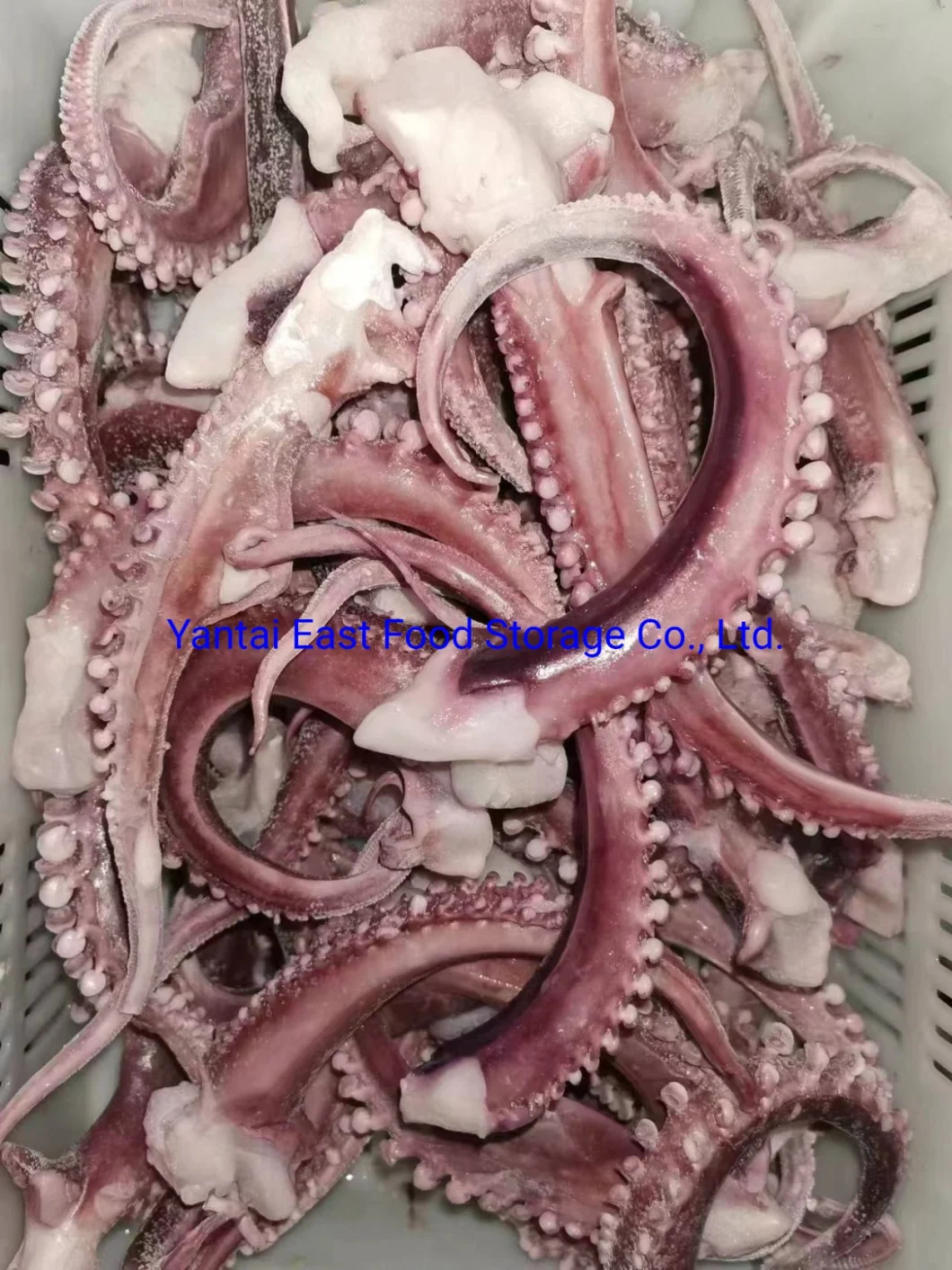 Frozen Squid Carved Fillet, Tube, Tt, Ring, Tentacle, Flower, Strip, Gigas/Illex Argentinus/Todarodes, Seafood, Tilapia, Scallop