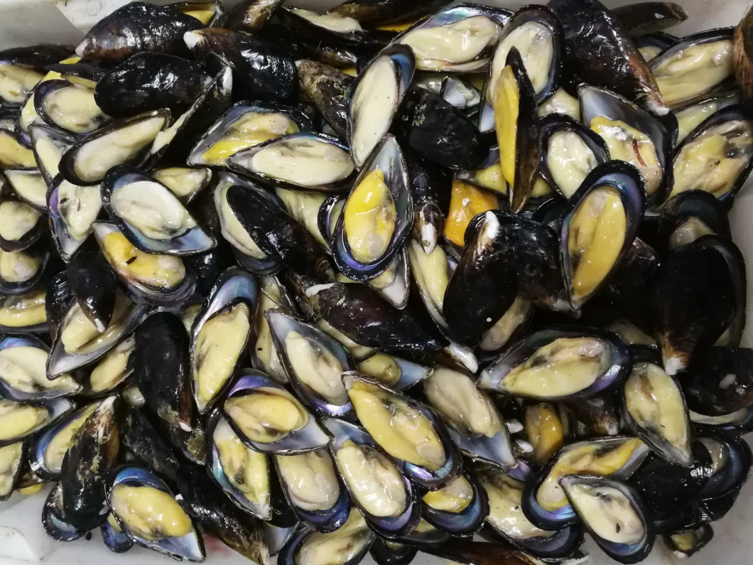 Frozen Marine Food High Quality Half-Shell Mussel for Market