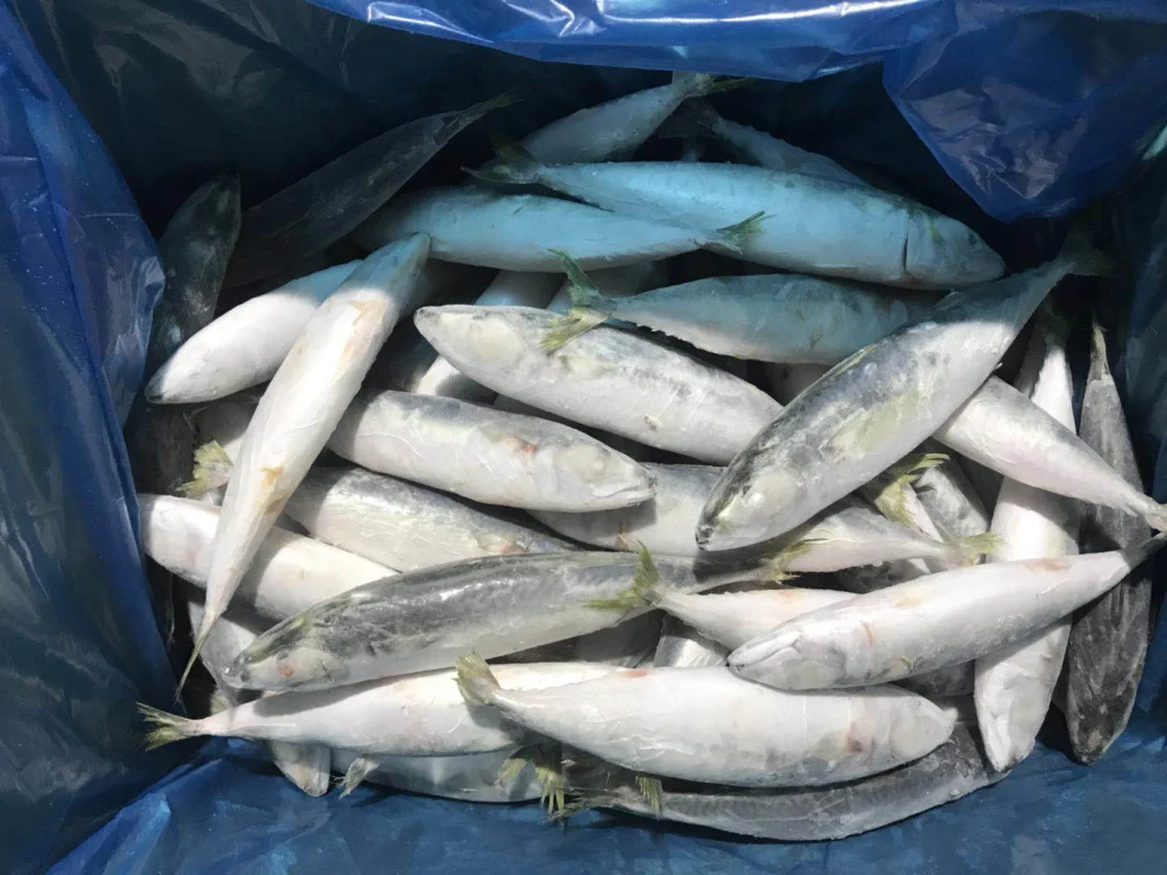 Factory Supply IQF Frozen Pacific Mackerel Whole Round Scomber Japonicus