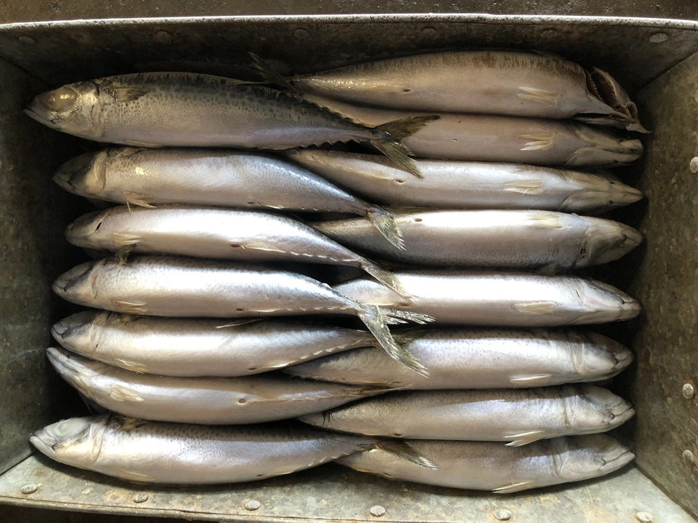 Good Quality Frozen Pacific Mackerel Scomber Japonicus