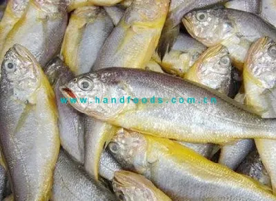 베스트셀러 von Sea Farmed Yellow Croaker 건강한 해산물